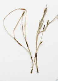 Elise Fouin - Assemblage n°8